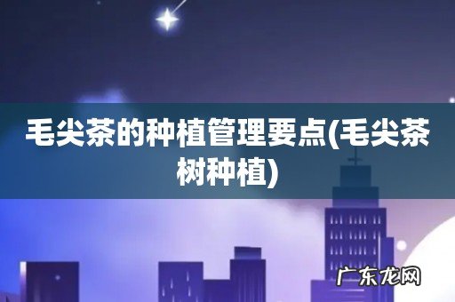 毛尖茶树种植 毛尖茶的种植管理要点