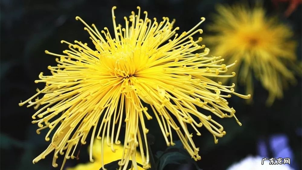 满园花菊郁金黄下一句 满园花菊郁金黄 中有孤丛色似霜