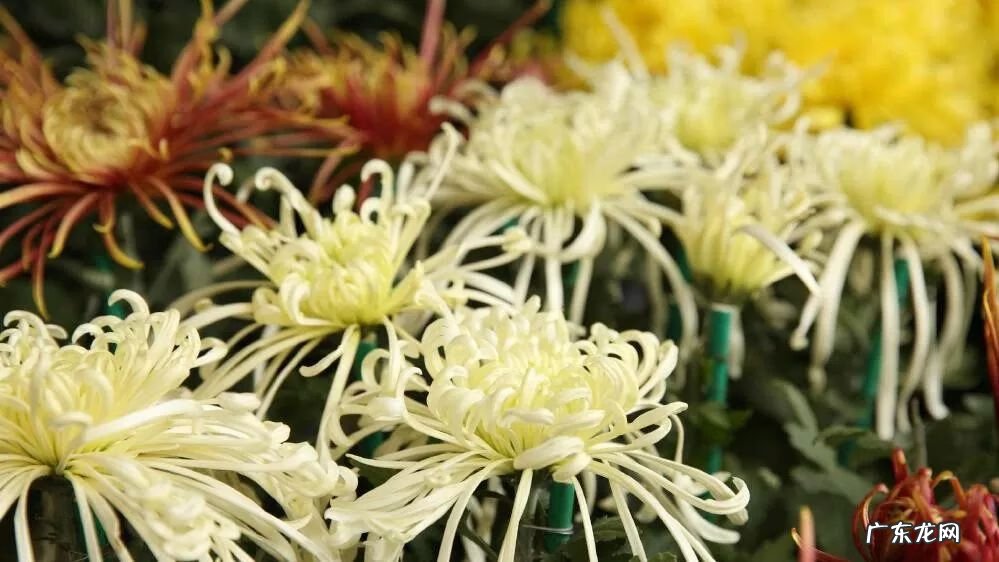 满园花菊郁金黄下一句 满园花菊郁金黄 中有孤丛色似霜