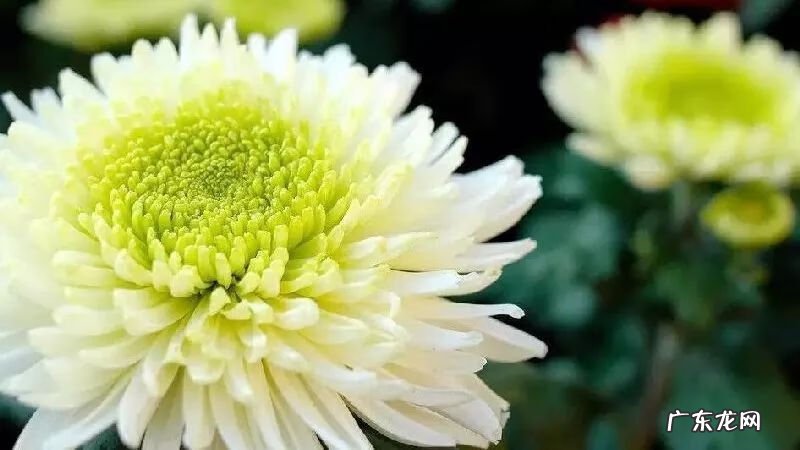 满园花菊郁金黄下一句 满园花菊郁金黄 中有孤丛色似霜