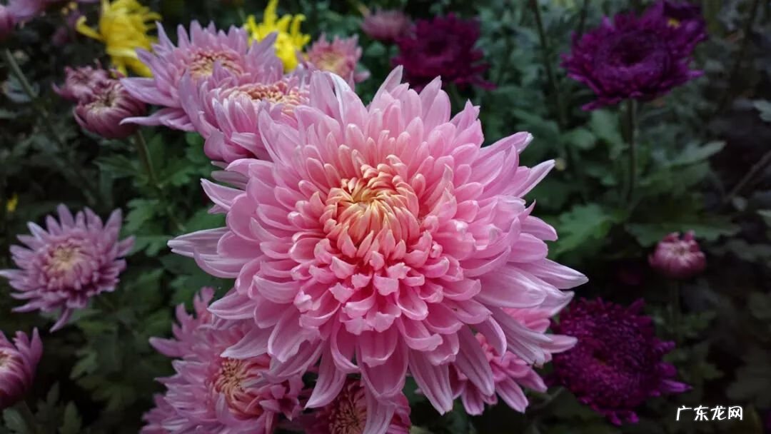 满园花菊郁金黄下一句 满园花菊郁金黄 中有孤丛色似霜