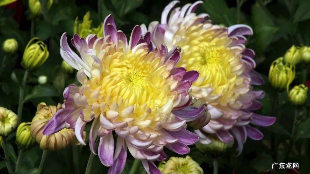 满园花菊郁金黄下一句 满园花菊郁金黄 中有孤丛色似霜