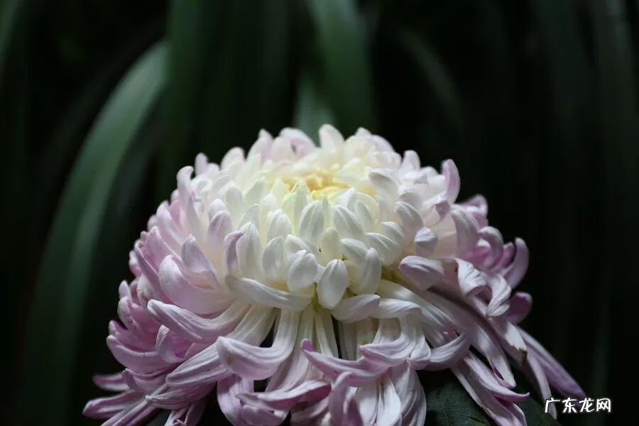 满园花菊郁金黄下一句 满园花菊郁金黄 中有孤丛色似霜