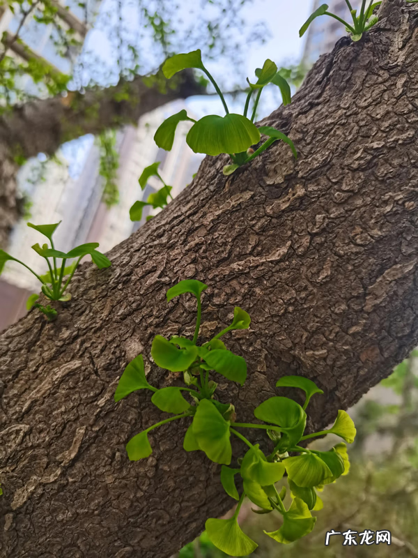 银杏叶 风水 银杏叶的风水