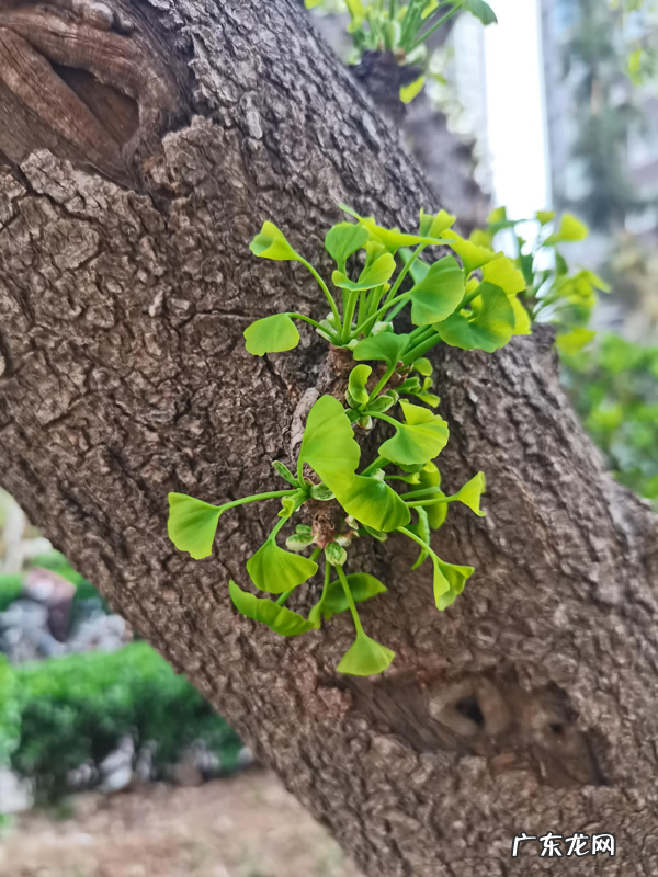 银杏叶 风水 银杏叶的风水