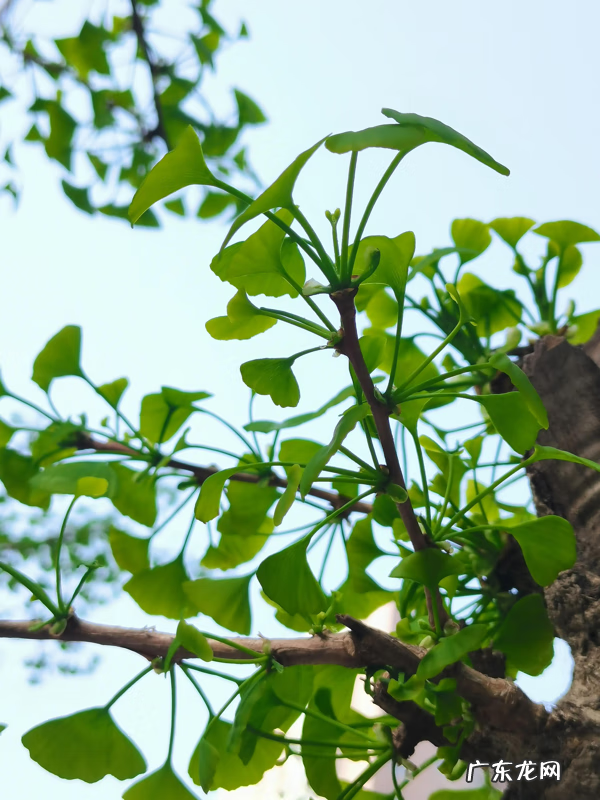 银杏叶 风水 银杏叶的风水