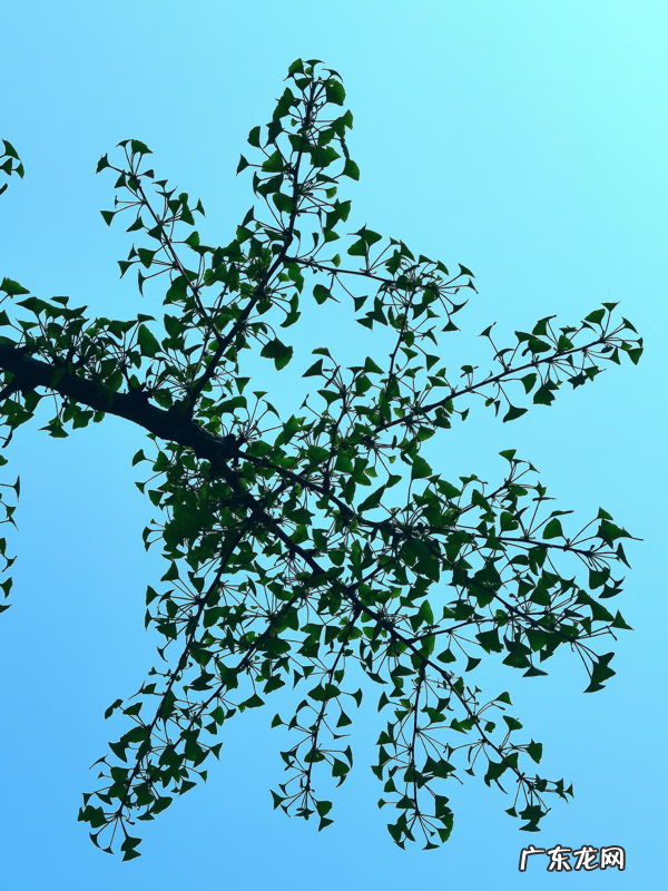 银杏叶 风水 银杏叶的风水