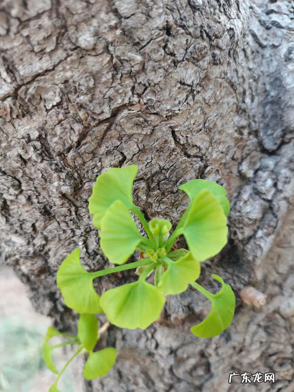 银杏叶 风水 银杏叶的风水