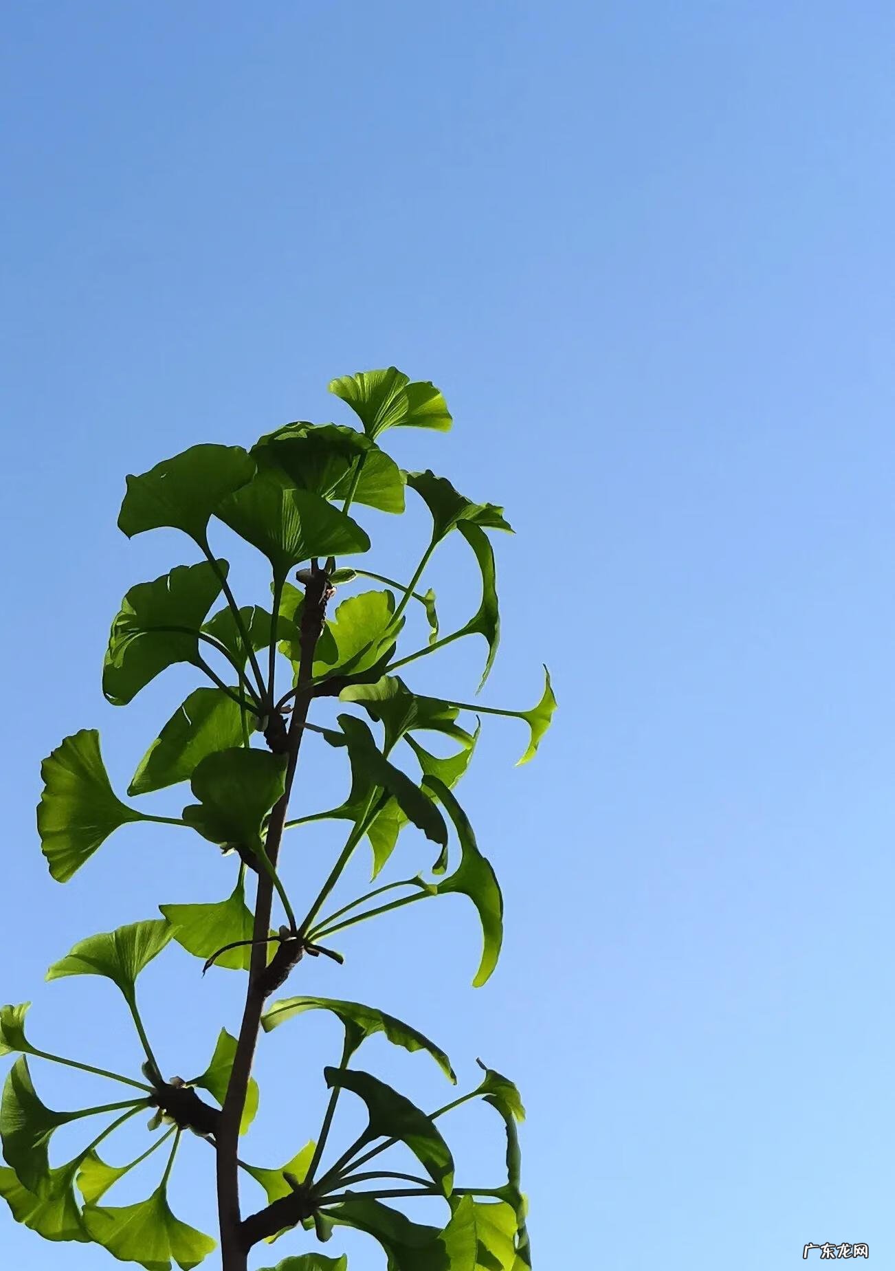 银杏叶 风水 银杏叶的风水