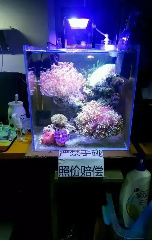 家里面放石头好不好 宿舍里放石头风水好吗