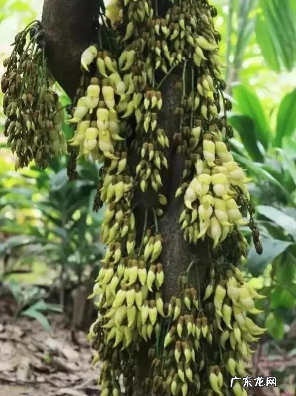 大自然景观作文 大自然景观