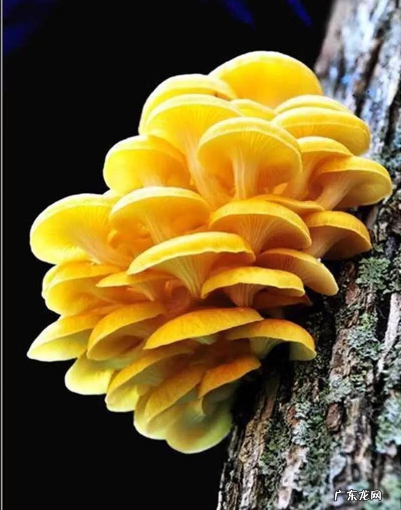 大自然景观作文 大自然景观