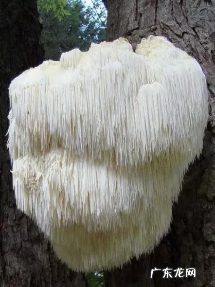 大自然景观作文 大自然景观