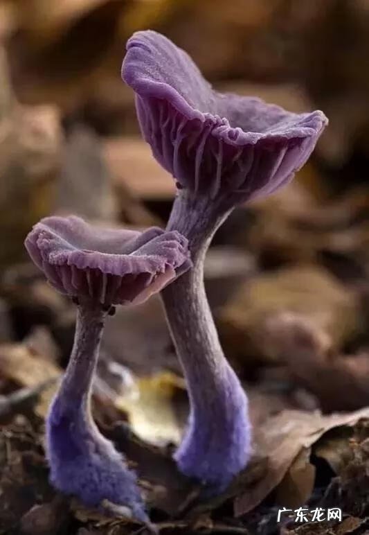 大自然景观作文 大自然景观