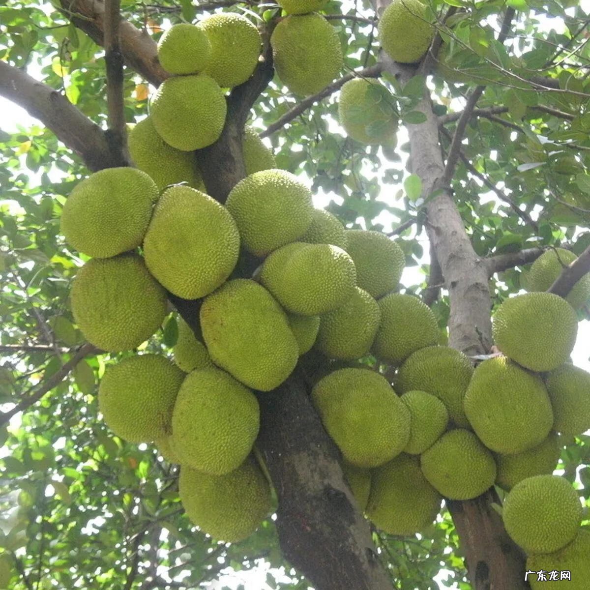 大自然景观作文 大自然景观