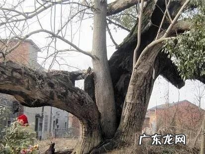 大自然景观作文 大自然景观