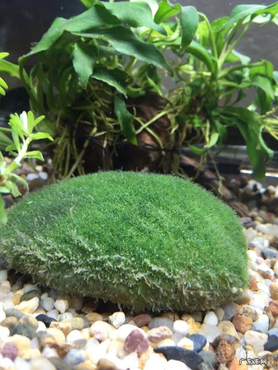 大自然景观作文 大自然景观