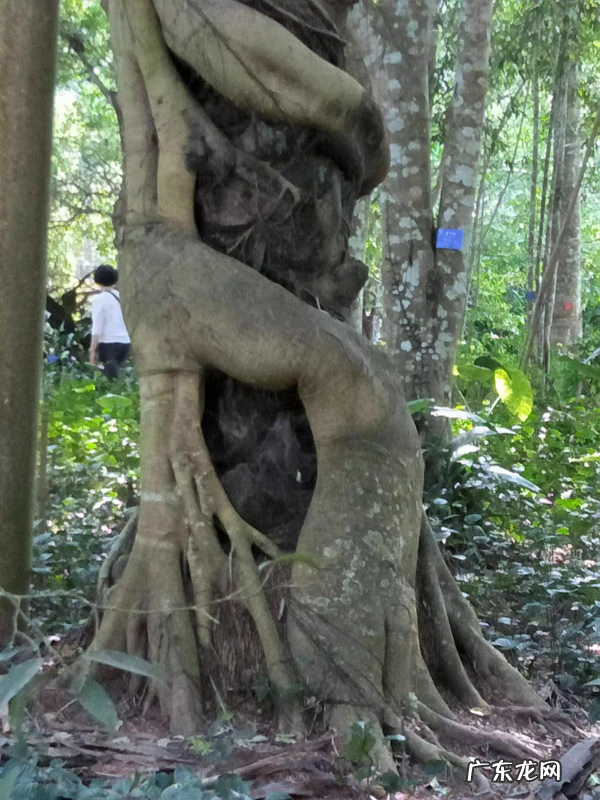 大自然景观作文 大自然景观