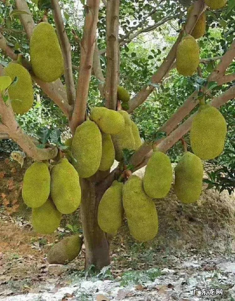 大自然景观作文 大自然景观