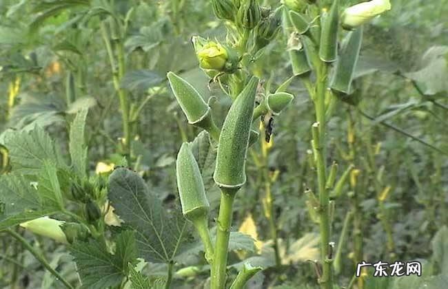 房后搭棚子注意哪些风水 屋后盖棚子风水好吗