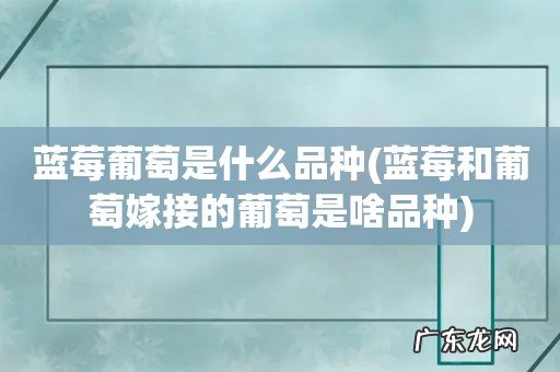 蓝莓和葡萄嫁接的葡萄是啥品种 蓝莓葡萄是什么品种