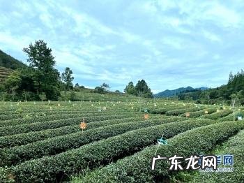 南平武夷山在哪里