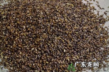 中药车前子的功效与作用 车前子的功效与作用与主治