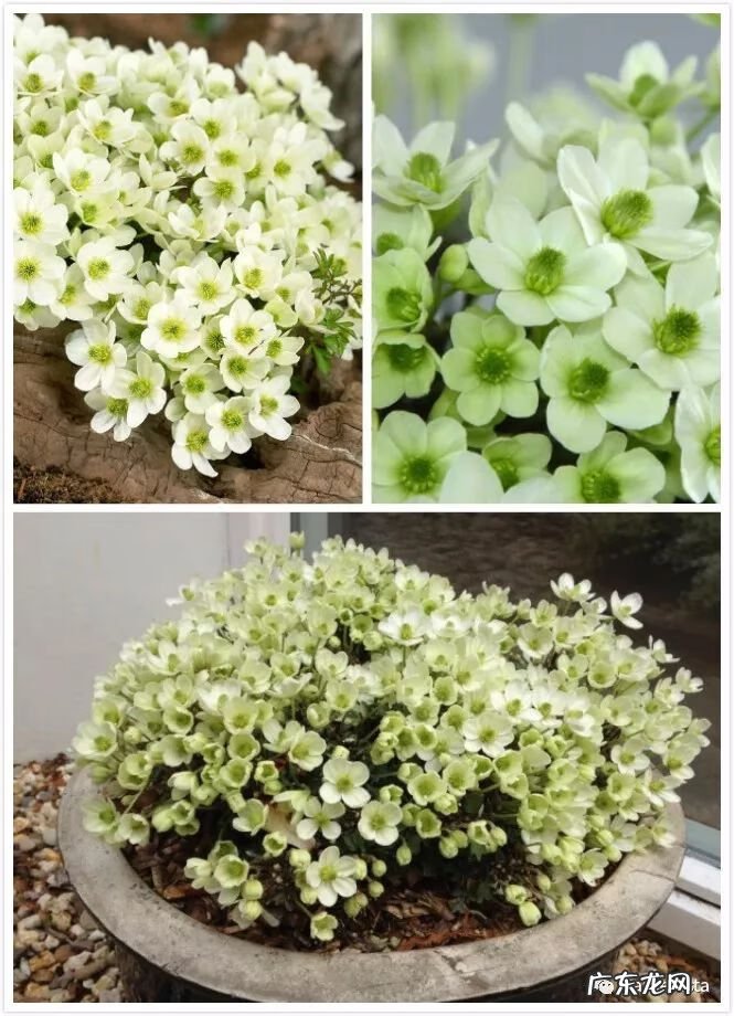 什么是正交什么是反交 风水正交反交的概念