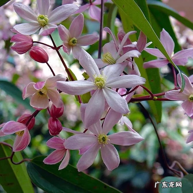 什么是正交什么是反交 风水正交反交的概念