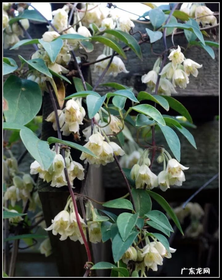 什么是正交什么是反交 风水正交反交的概念