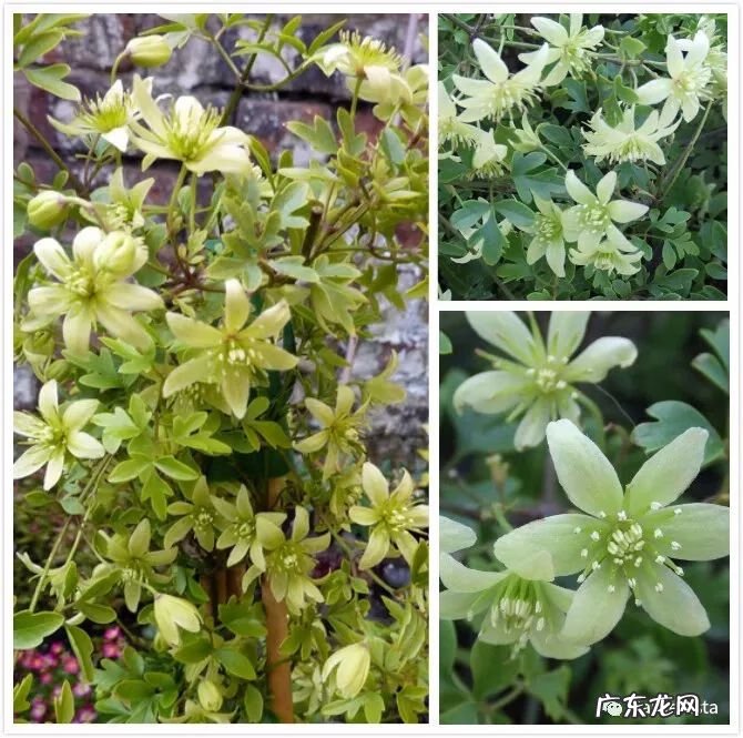 什么是正交什么是反交 风水正交反交的概念