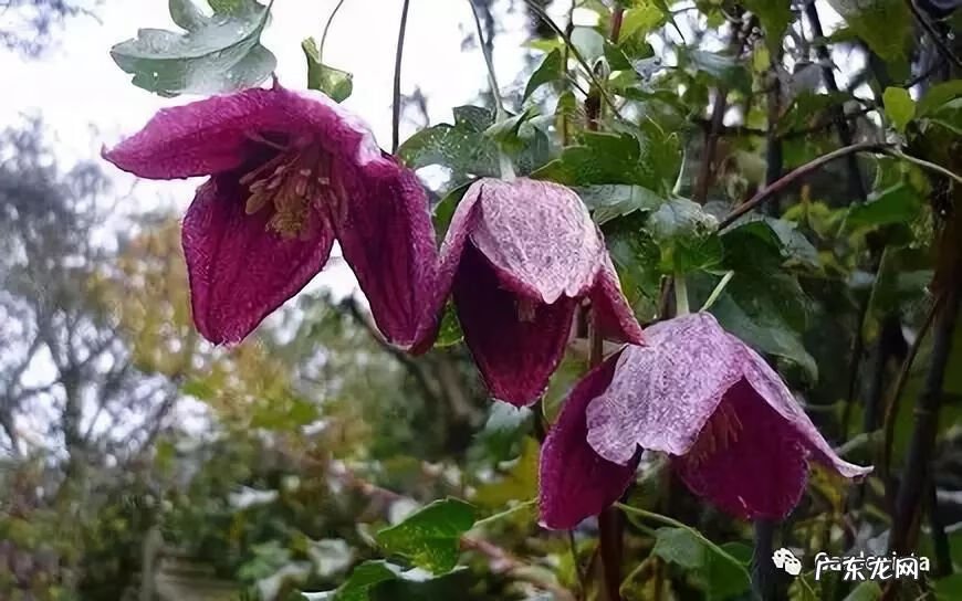 什么是正交什么是反交 风水正交反交的概念