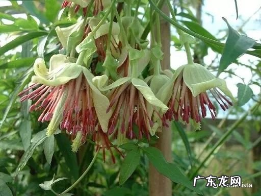 什么是正交什么是反交 风水正交反交的概念