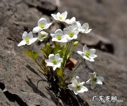 什么是正交什么是反交 风水正交反交的概念