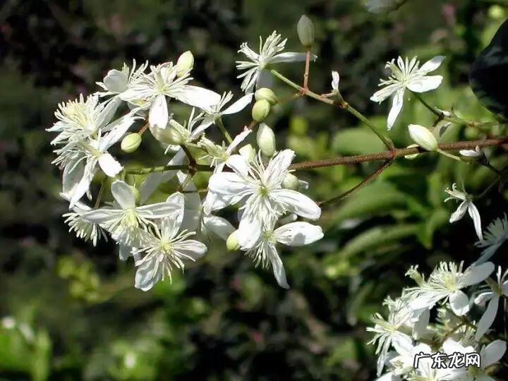 什么是正交什么是反交 风水正交反交的概念