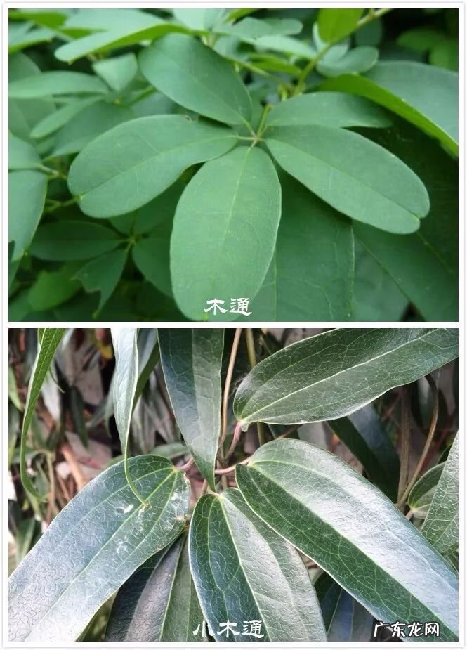 什么是正交什么是反交 风水正交反交的概念