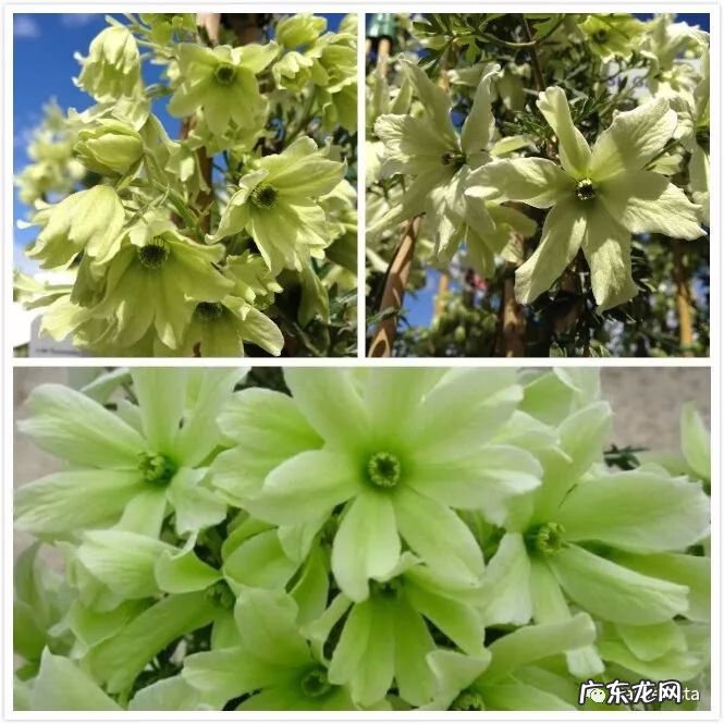 什么是正交什么是反交 风水正交反交的概念