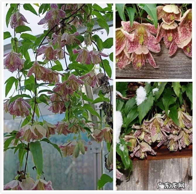 什么是正交什么是反交 风水正交反交的概念