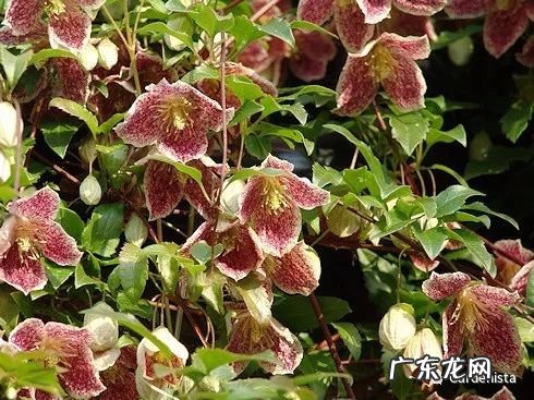 什么是正交什么是反交 风水正交反交的概念