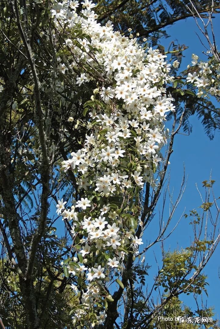 什么是正交什么是反交 风水正交反交的概念