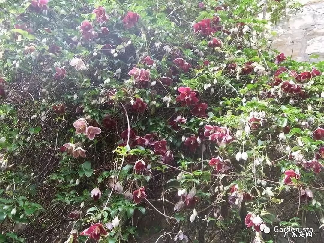 什么是正交什么是反交 风水正交反交的概念