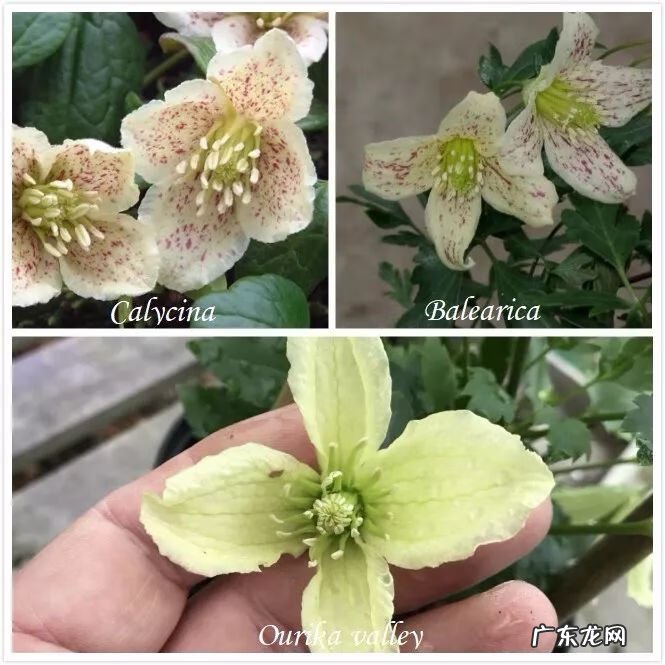 什么是正交什么是反交 风水正交反交的概念