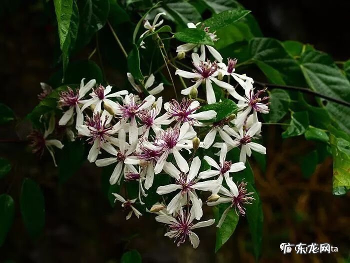 什么是正交什么是反交 风水正交反交的概念