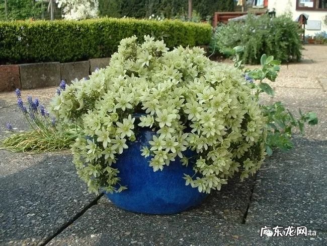 什么是正交什么是反交 风水正交反交的概念