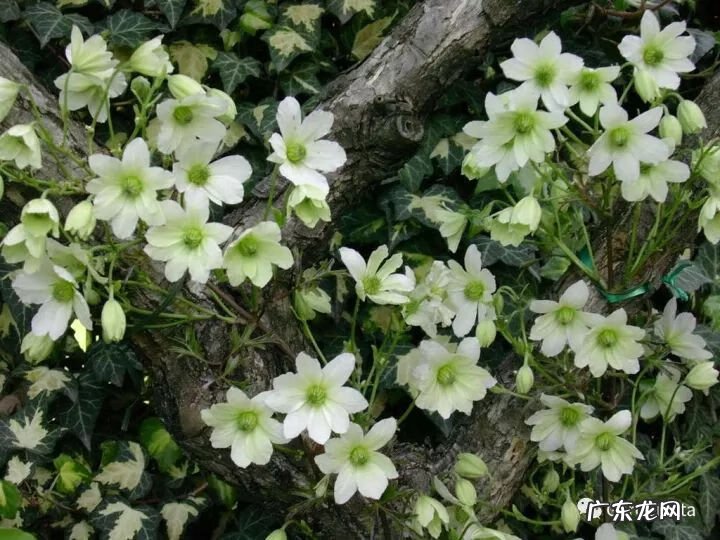 什么是正交什么是反交 风水正交反交的概念