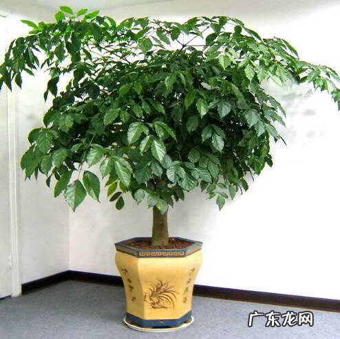 院里种什么树风水好 种什么树风水最好