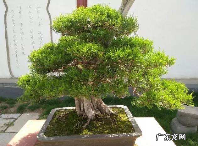 院里种什么树风水好 种什么树风水最好