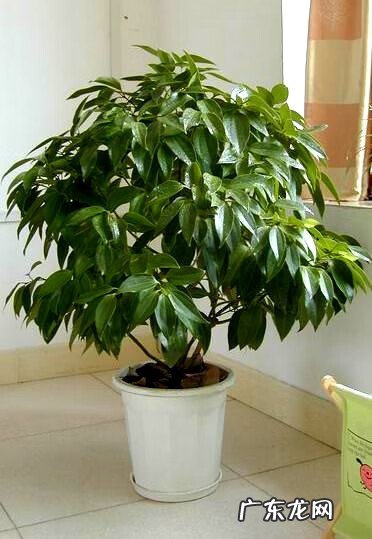 院里种什么树风水好 种什么树风水最好