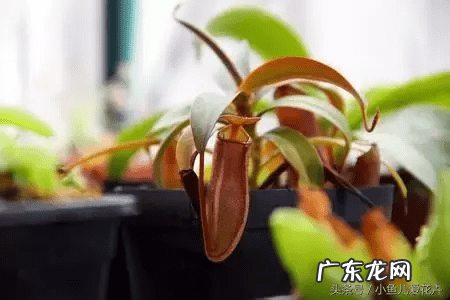 蕨类会开花吗 蕨类风水上适合摆放哪里