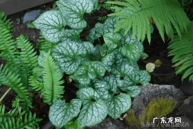 蕨类会开花吗 蕨类风水上适合摆放哪里
